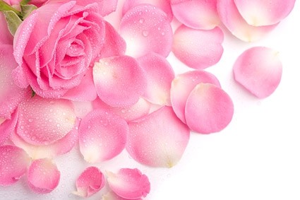 fotografia de pétalas de rosa cor de rosa