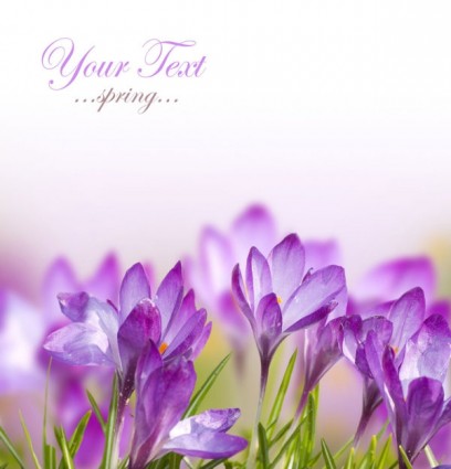 Stock Photo Of Spring Flowers Definition Picture