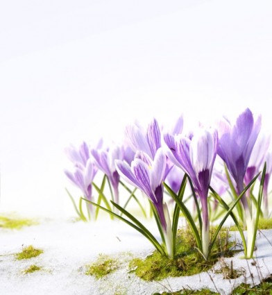 Foto stock de imagen de hd de flores de primavera