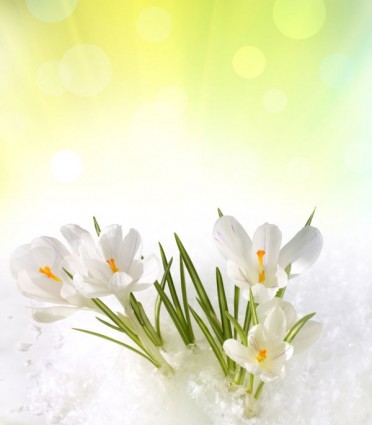 pień fotografia wiosny kwiaty zdjęcia hd