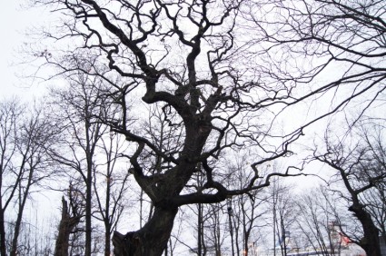 Стокгольме зимнее дерево