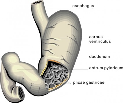 clip art de estómago diagrama médica