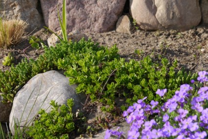 돌 정원 돌 녹색 식물