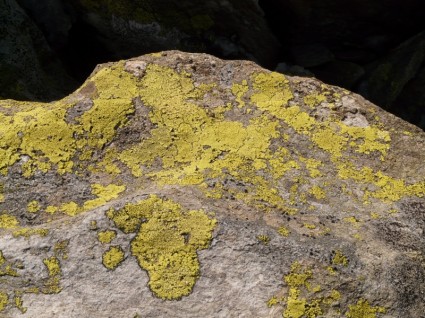 pietra lichene incrostazione