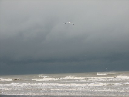 风雨如磐的天空海洋海鸥
