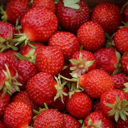 草莓漿果紅色漿果