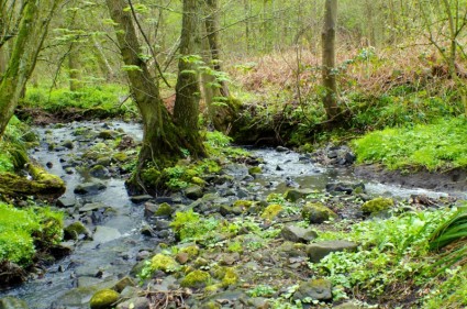 ruisseau dans la forêt