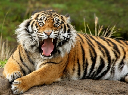 Tygrys sumatrzański tapety tygrysy zwierząt