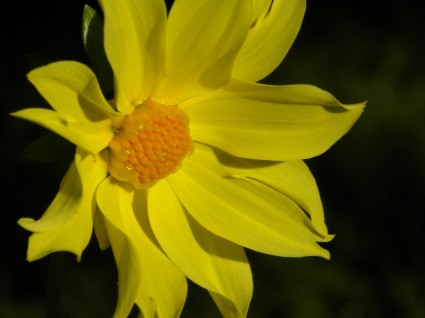 Summer Dahlia Yellow