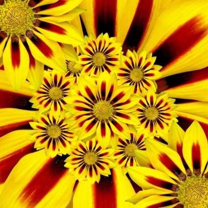 sole estivo di fiore giallo