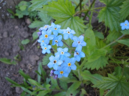 flor del jardín de verano