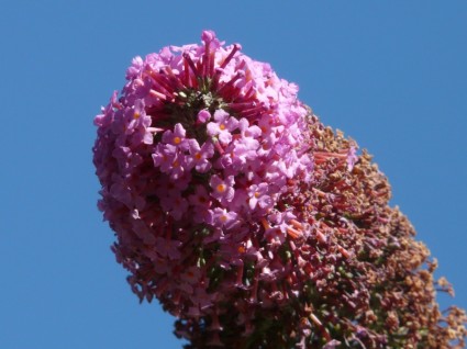 musim panas lilac buddleja davidii bush