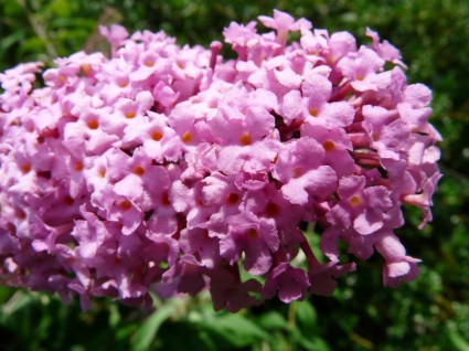 夏ライラック フジウツギ属の花