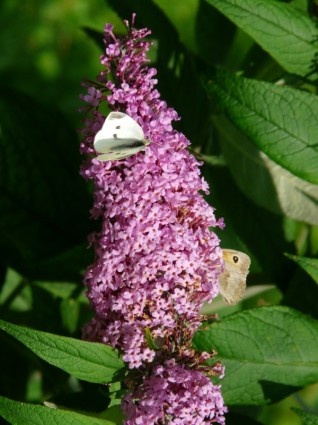 夏ライラック フジウツギ属の花
