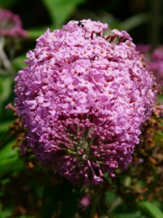 Flor lilás buddleja de verão