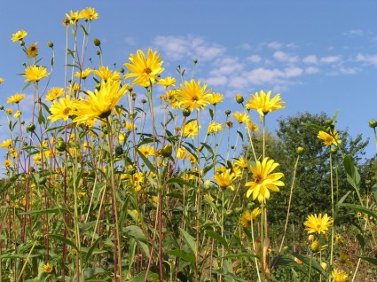 여름 맑은 태양 꽃