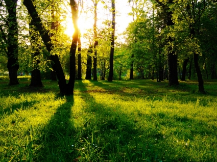 солнце между деревьями обои пейзаж природа