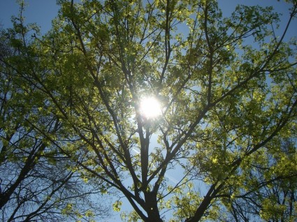Grüner Baum Sonne blau