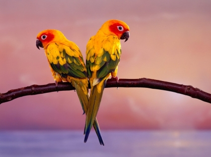 Sun Conure Parrots Wallpaper Parrots Animals