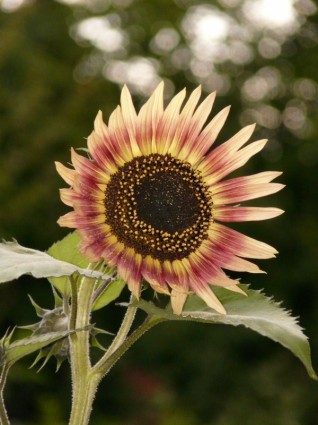 matahari bunga bunga alam