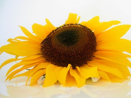 太陽の花の花ヒマワリ