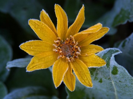 słoneczny kwiat lód mróz