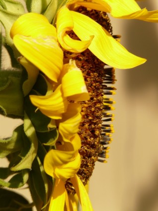 Sonnenblume Blüte Helianthus annuus