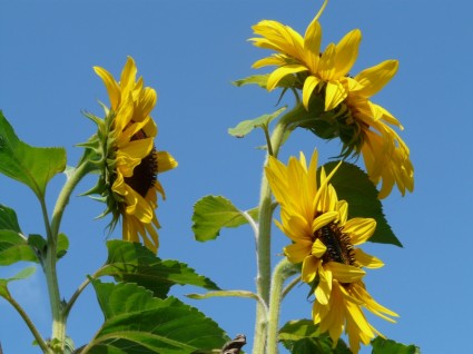 bunga matahari bunga helianthus annuus
