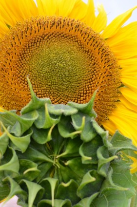 tanaman herbal minyak bunga matahari