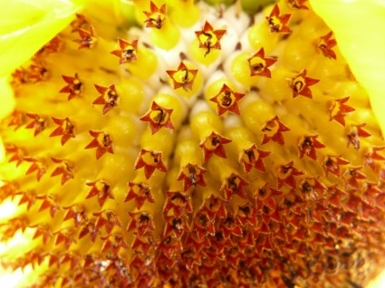 太陽の花の花序フラワー バスケット