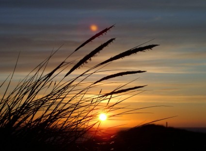 太陽の草の砂丘