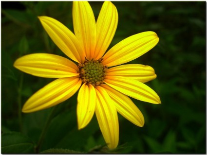 flor do chapéu amarelo sol