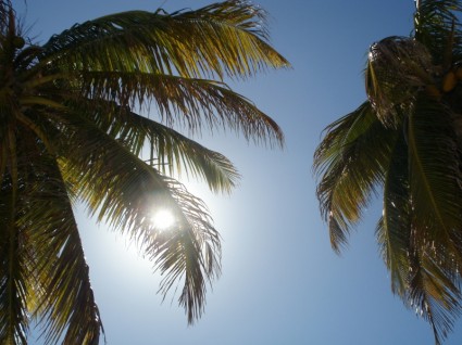 ciel de soleil palmier arbres