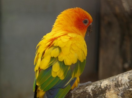 الشمس الببغاء parrot أمريكا الجنوبية