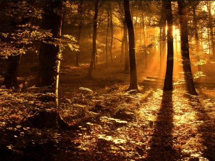 太陽射線在樹林壁紙風景自然