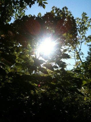 soleil qui brille à travers les arbres