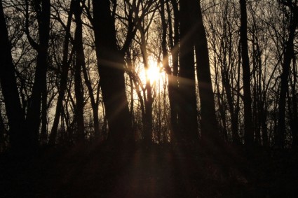阳光穿过树木