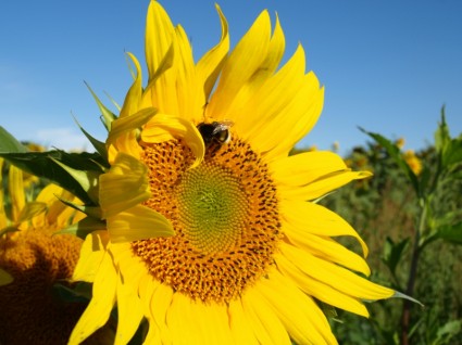 Sonne-Sonne-Blume-hummel