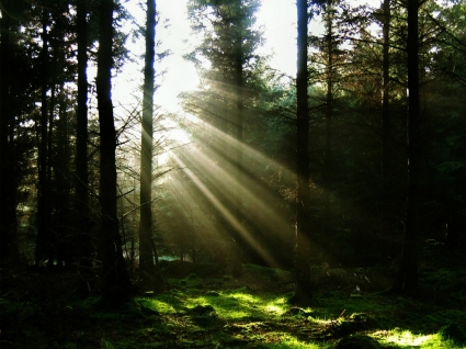 陽光透過樹壁紙風景自然