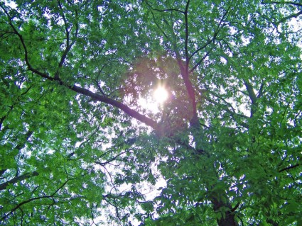 soleil à travers les arbres