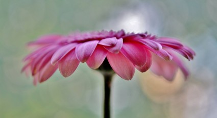 matahari sayap bunga pink