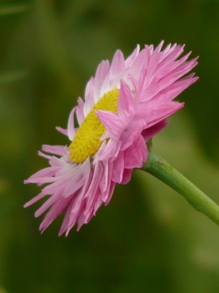 태양 날개 꽃 핑크