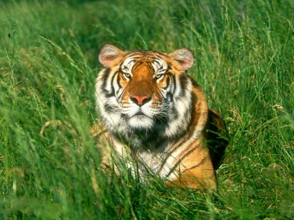 Tigre de Bengala sunbather animais de Tigres de papel de parede