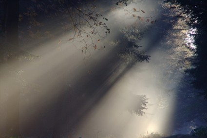 太陽光線の霧の秋