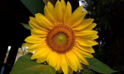 زهور عباد الشمس دوار الشمس