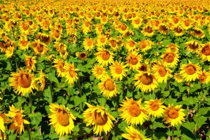 زهور عباد الشمس في صورة هايديفينيشن