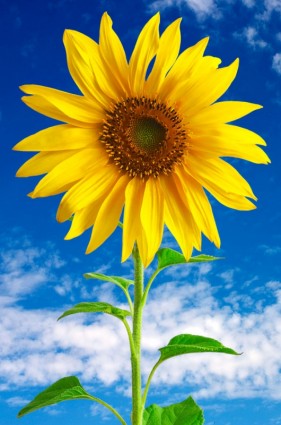 Sonnenblume hd-Bild