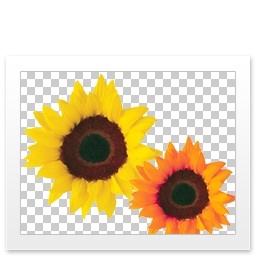 gambar bunga matahari