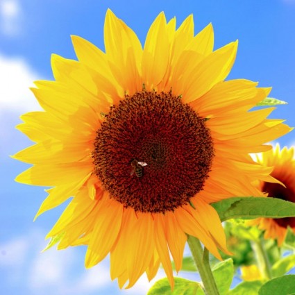hd gambar bunga matahari