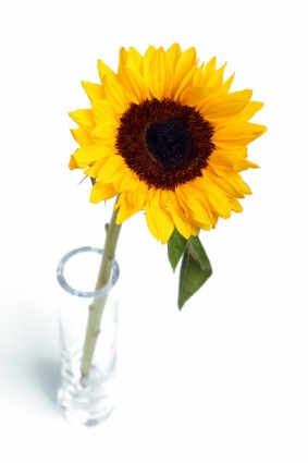 Sunflower dalam vas